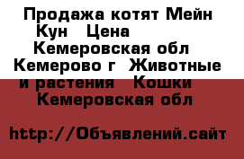 Продажа котят Мейн-Кун › Цена ­ 15 000 - Кемеровская обл., Кемерово г. Животные и растения » Кошки   . Кемеровская обл.